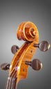 photo of viola